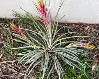 Air Plant Tillandsia XX Large Blooming