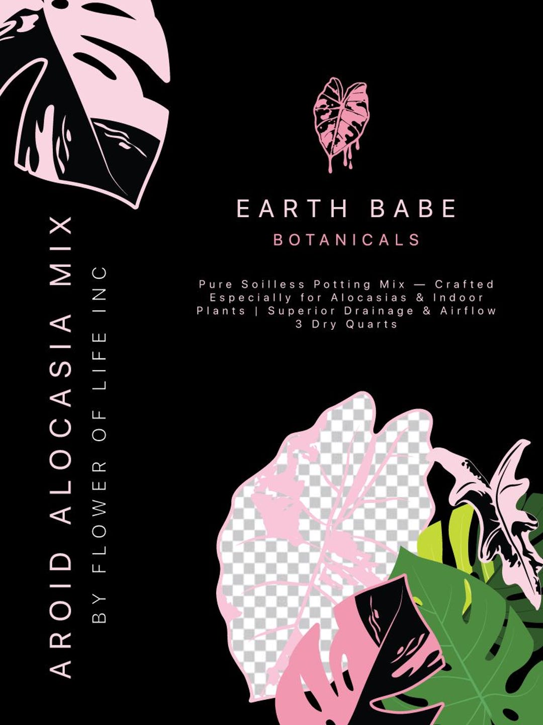 クロカワメグミ Alocasia 