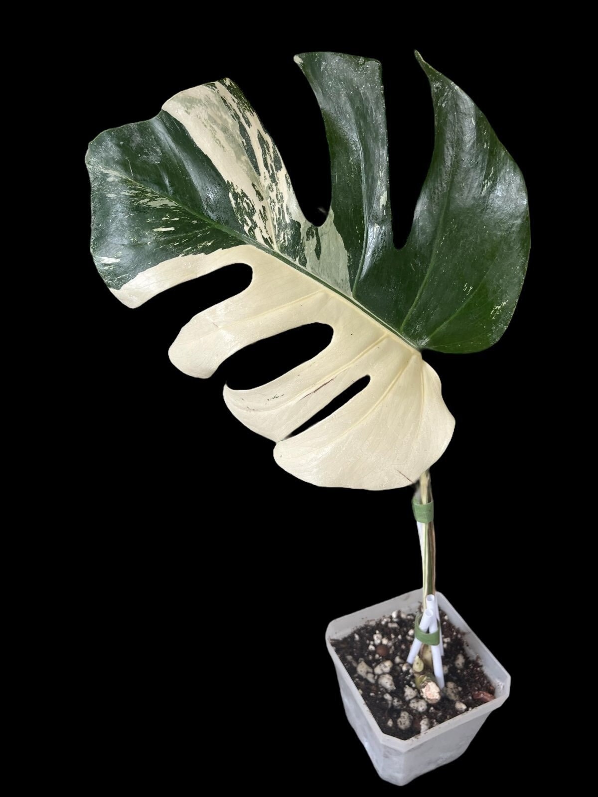 Monstera Oceana - Etsy