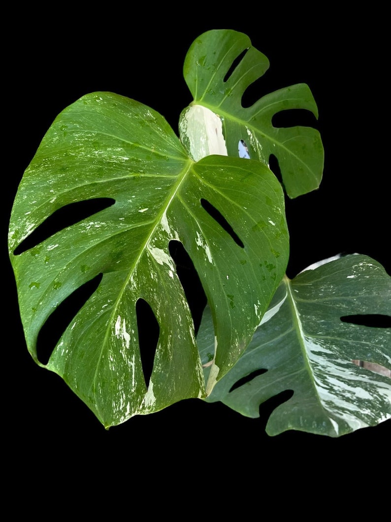 Variegated Monstera Albo Full Rooted Plant L 2 3 Leaves image 1