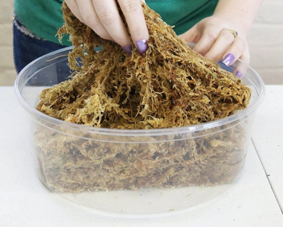 Premium New Zealand Fluffy Sphagnum Moss by Besgrow 150 Grams (12 ...