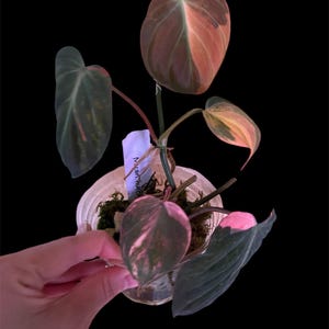 Variegated Philodendron Mican Aurea  Rooted 1 Leaf Rooted Cutting