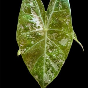 US Seller Alocasia Nairobi Albo Variegated Rare CORM