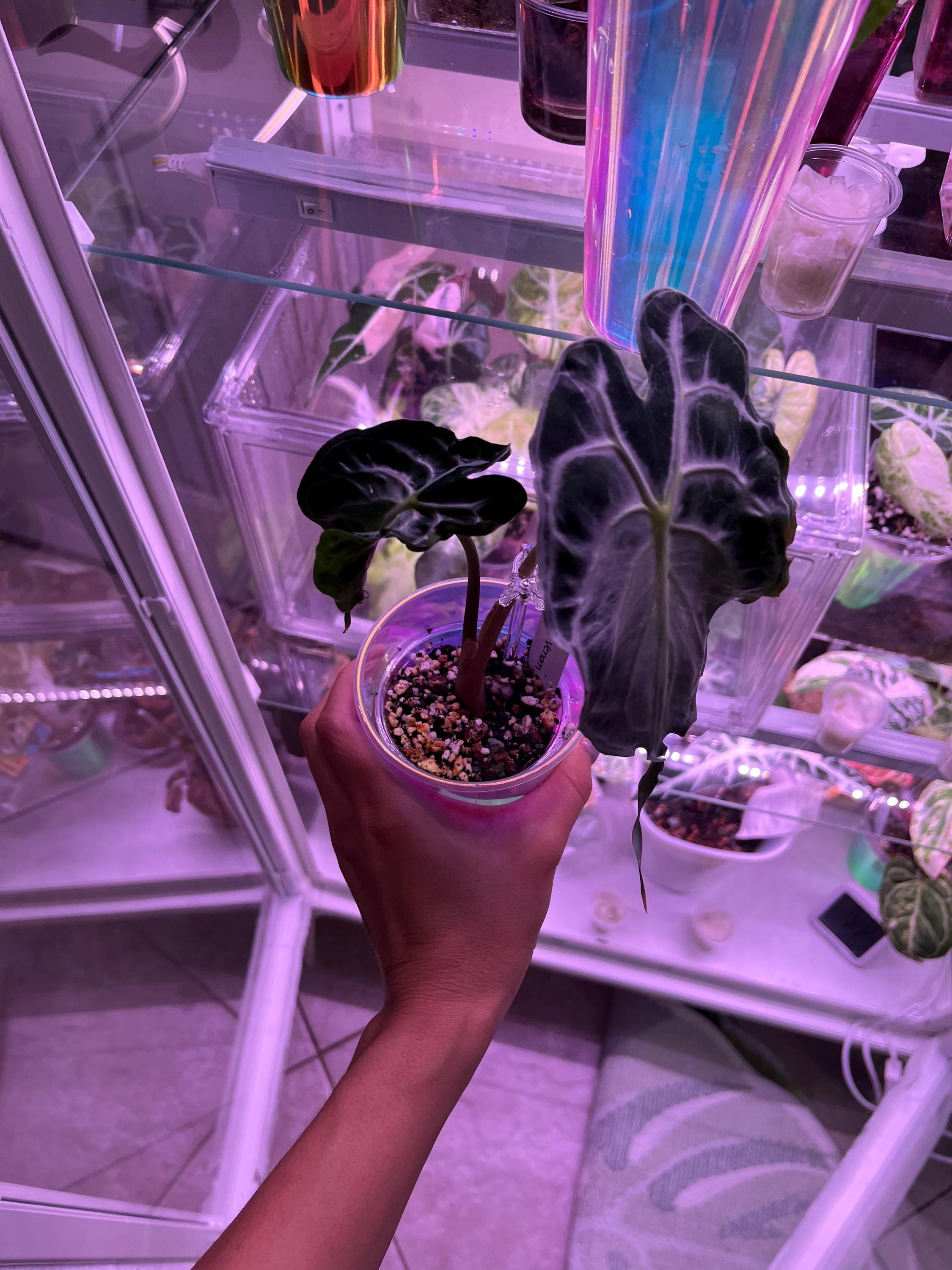US Seller Alocasia Venom Jr Corming Size - Etsy