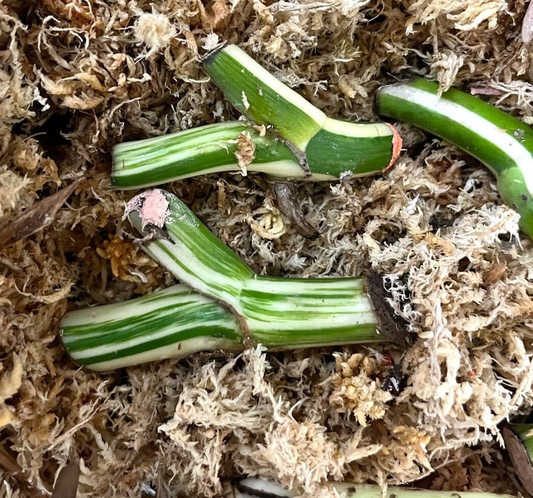 Variegated Monstera Albo Node (1 Node Cutting) Wet Stick L US Seller L -  Etsy