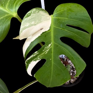 Variegated Monstera Albo Full Rooted Plant L 2 3 Leaves image 3