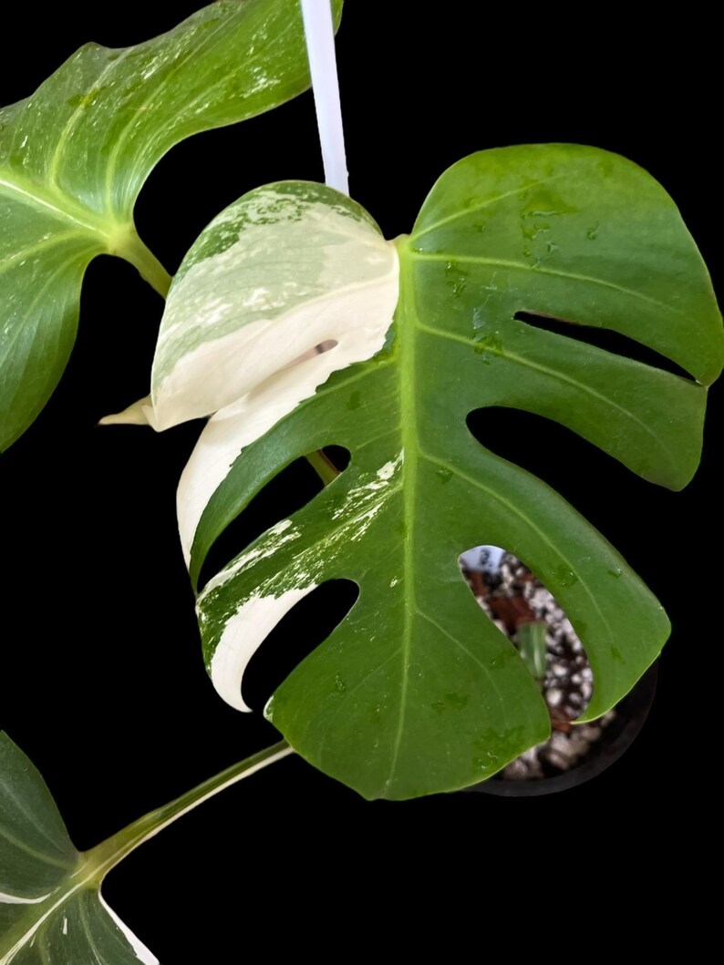 Variegated Monstera Albo Full Rooted Plant L 2 3 Leaves image 3