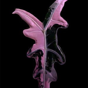 US Seller Alocasia Pink Nobilis Variegated Rare CORM