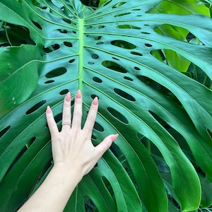 Giant Monstera Deliciosa THICK with Node- Get cutting from a mature plant that is fruiting RARE FRUIT Bearing Giant Mature Plant