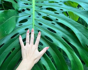 Giant Monstera Deliciosa THICK Node- Get cutting from a mature plant that is fruiting RARE FRUIT Bearing Giant Mature Plant
