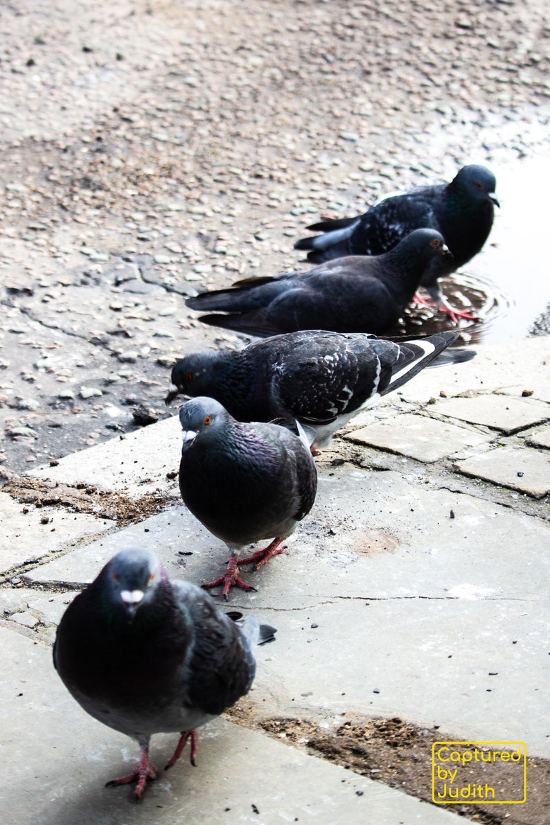Pigeons in a row, street photography, color, colour photography, Pigeons in a row, street photography, color, colour photography,