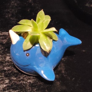 Puede incluir: Una maceta de cerámica azul con forma de narval con un cuerno blanco, que contiene una planta suculenta verde.