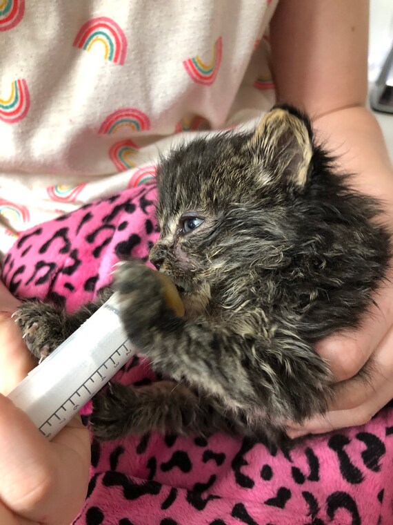 Kitten Donations You Can Donate 10-100 Dollars for Kittens in - Etsy Canada Kitten Donations You Can Donate 10-100 Dollars for Kittens in - Etsy Canada
