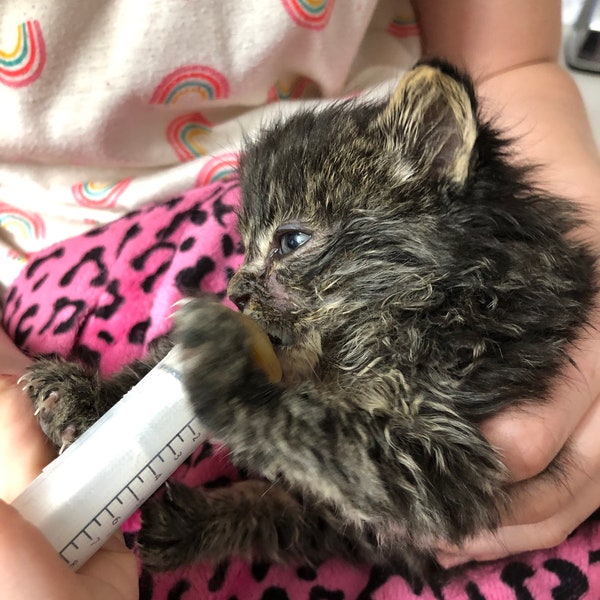 Can You Donate Cat Toys To Goodwill at Eileen Long blog