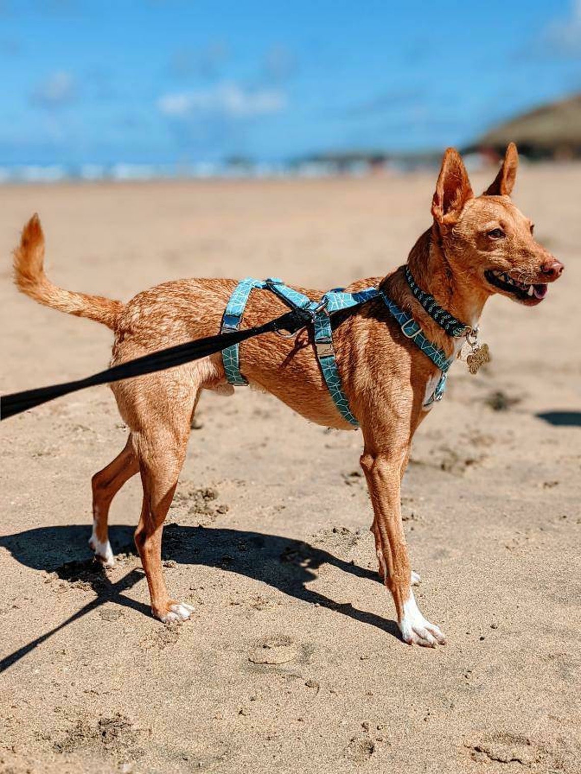 Three Strap Anti Escape Dog Harness Hound Greyhound Etsy