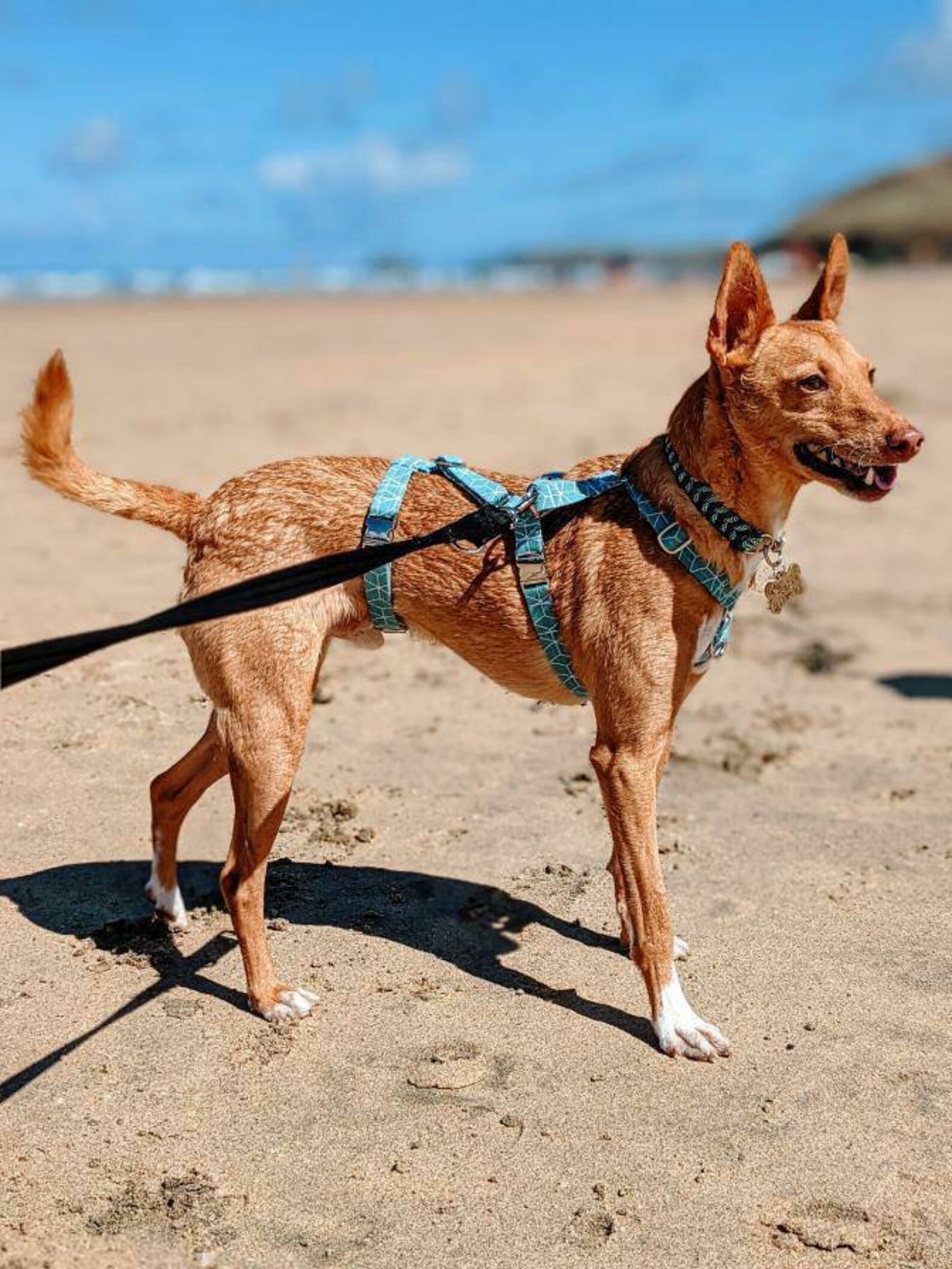 Three Strap Anti Escape Dog Harness Hound Greyhound Etsy