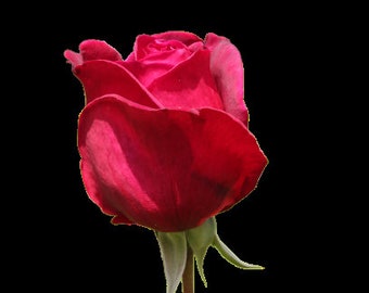 Digital Download - Red Rose Opening
