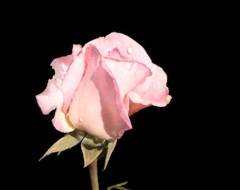 Digital Download - Pink Opening Rose