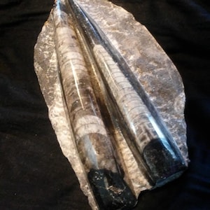 Fossilized Ortohoceres (&quot;straight horn&quot;) Sculpture Specimen Ancient Squid Fossil