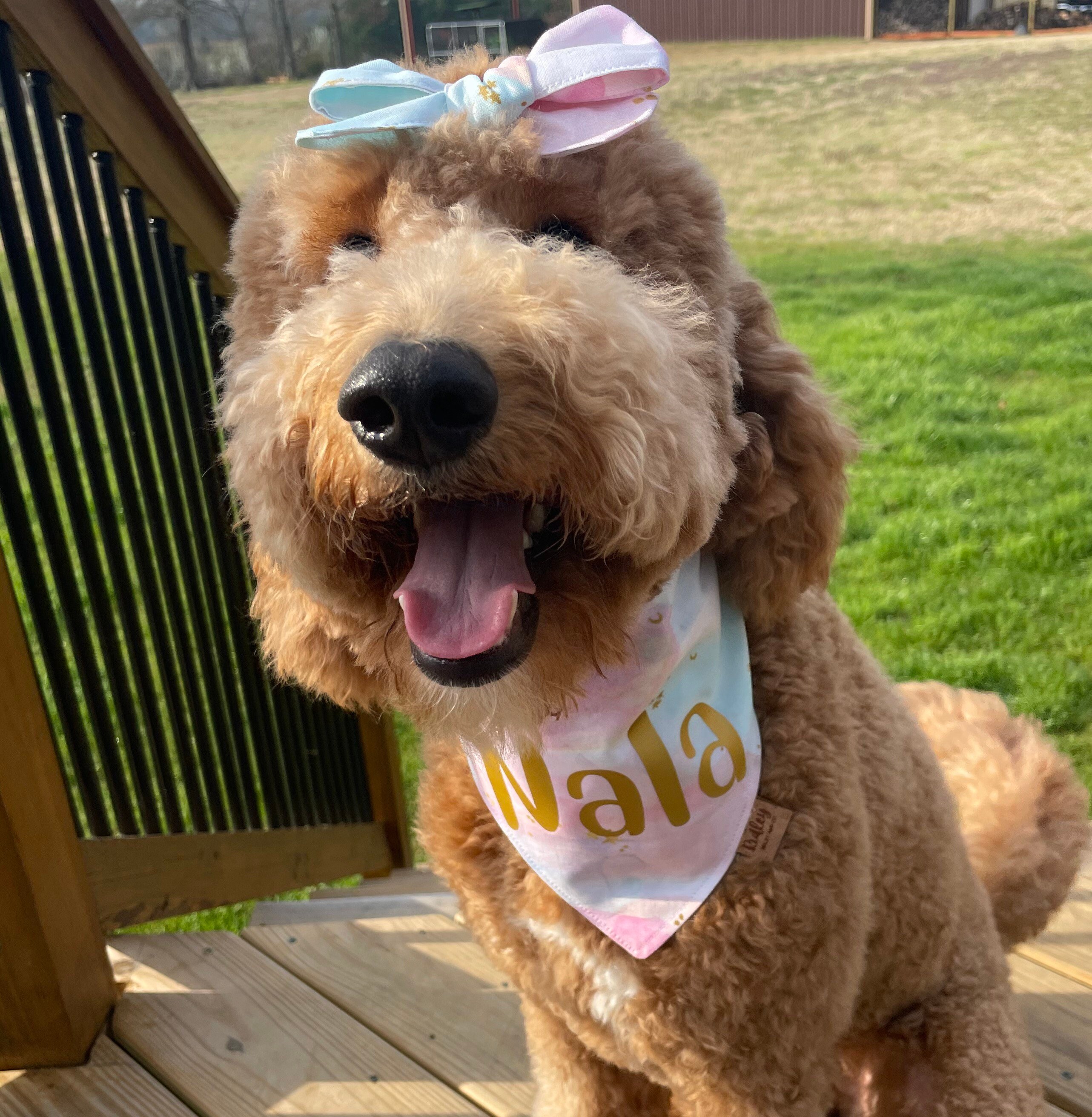 Custom Dog Bandana with Name Dog Bandana Personalized Pet Etsy