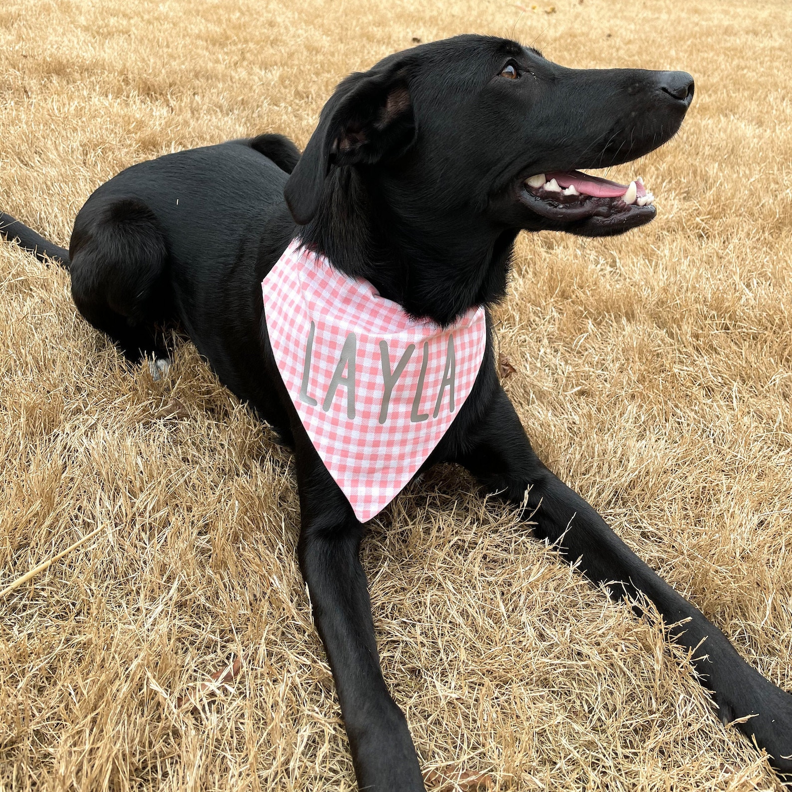Custom Dog Bandana with Name Dog Bandana Personalized Pet Etsy