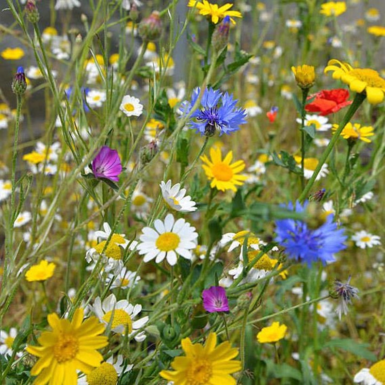 Op de afbeelding: Een veld vol wilde bloemen in bloei, met een verscheidenheid aan kleuren, waaronder blauw, geel, wit en paars.
