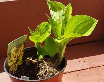 Glad Rags Hosta - Bright Yellow with Green Middle Stripe - Grown in 6" Pot - Perennial