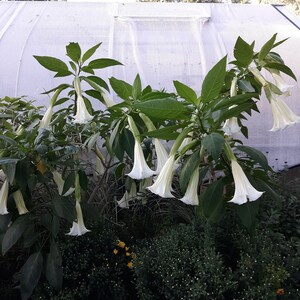 White Angel Trumpet Plant – Grown in 4&quot; Pot