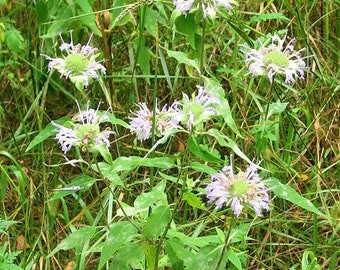 4g 0.14oz Bergamot bee balm Beebalm Monarda Didyma Organic red Flowers Petals for Steam Bath Decor Art /& to decorate candel in Canada