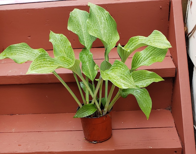 Hosta Krossa Regal