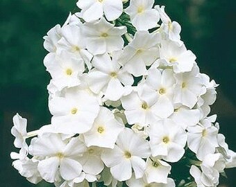 Perennial - PHLOX Paniculata - Seedling Clump