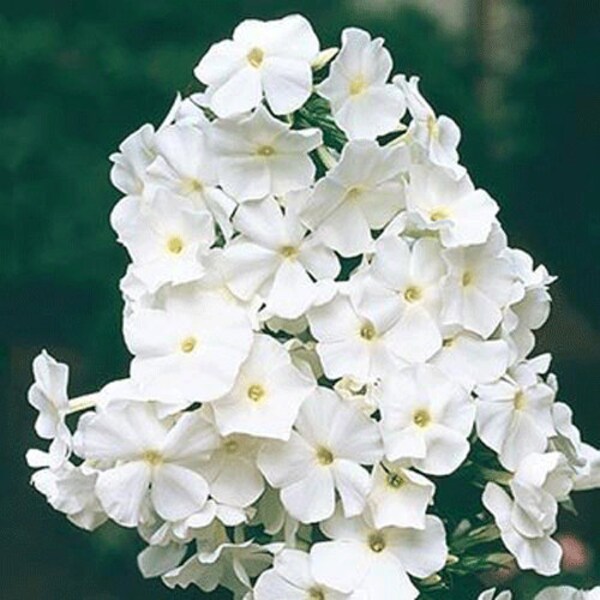 Perennial - PHLOX Paniculata - Seedling Clump