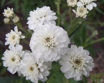 Achillea - Yarrow - The Pearl - One Well-Rooted Starter Plant - Perennial