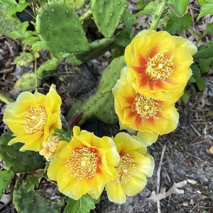 Prickly Pear Cactus - Opuntia Humifusa - 2 Paddles