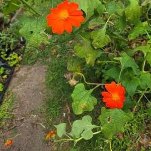 Tithonia - Mexican Sunflower - Torch Flower Grown in 4" Pot