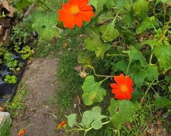 Tithonia - Mexican Sunflower - Torch Flower Grown in 4" Pot