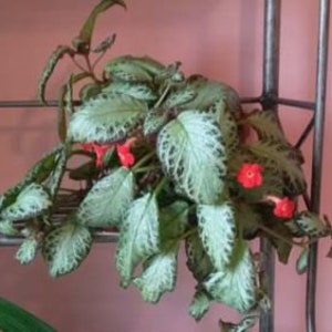 Episcia Cupreata, Flame Flower Starter House Plant image 1