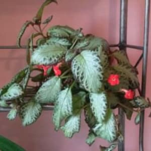 Episcia Cupreata, Flame Flower Starter House Plant