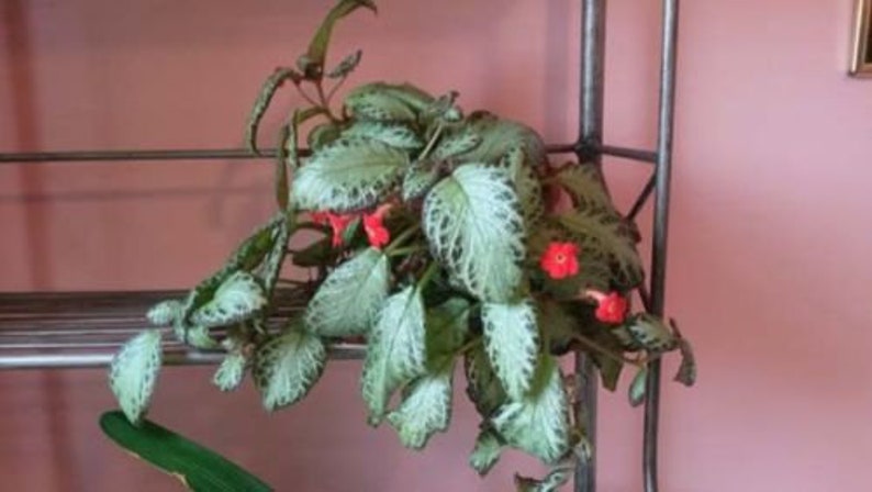 Episcia Cupreata, Flame Flower Starter House Plant image 1