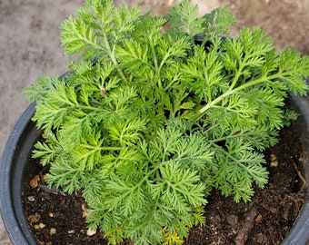 Sweet Annie Plant Rooted in 4" Pot - Fragrant in Garden or Dried Floral Display