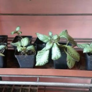 Episcia Cupreata, Flame Flower Starter House Plant image 2