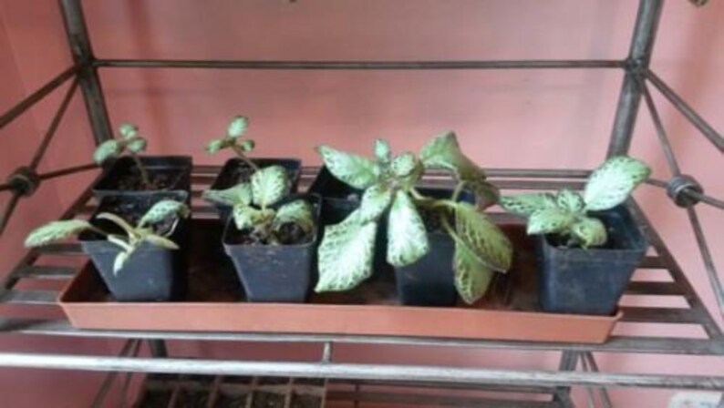 Episcia Cupreata, Flame Flower Starter House Plant image 2