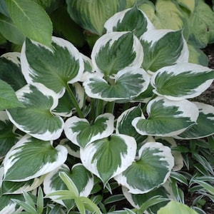 K&ouml;nnte beinhalten: Nahaufnahme einer Hosta-Pflanze mit gro&szlig;en, herzf&ouml;rmigen Bl&auml;ttern. Die Bl&auml;tter sind ein leuchtendes Gr&uuml;n mit cremewei&szlig;en R&auml;ndern. Die Pflanze ist &uuml;ppig und voll, mit vielen sichtbaren Bl&auml;ttern. Das Bild ist gut beleuchtet und zeigt die Textur und Farbe der Pflanze.