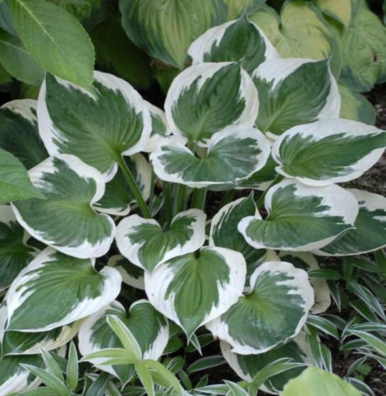 K&ouml;nnte beinhalten: Nahaufnahme einer Hosta-Pflanze mit gro&szlig;en, herzf&ouml;rmigen Bl&auml;ttern. Die Bl&auml;tter sind ein leuchtendes Gr&uuml;n mit cremewei&szlig;en R&auml;ndern. Die Pflanze ist &uuml;ppig und voll, mit vielen sichtbaren Bl&auml;ttern. Das Bild ist gut beleuchtet und zeigt die Textur und Farbe der Pflanze.