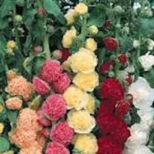May include: A mix of hollyhock flower seeds in shades of pink, yellow, and red. The flowers are double-petaled and have a ruffled appearance.