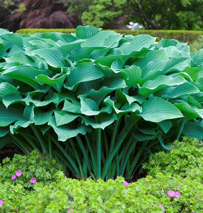 Hosta Krossa Regal - Thumbnail 2