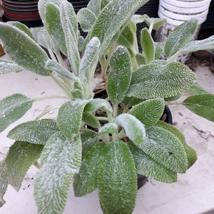 Lambs Ear - Silver Carpet Stachys byzanthina - Awesome Perennial