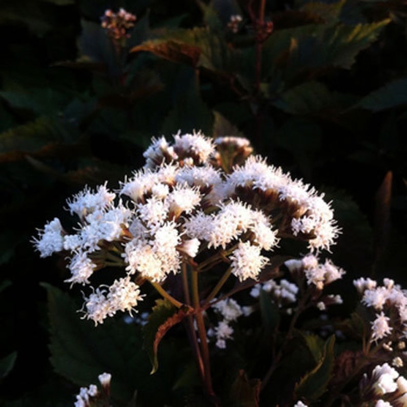 Puede incluir: Un grupo de peque&ntilde;as flores blancas con p&eacute;talos delicados florecen en un tallo verde oscuro. Las flores est&aacute;n dispuestas en forma redondeada, creando una apariencia suave y aireada.