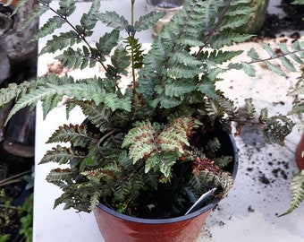 Regal Red Japanese Painted Fern: Athyrium Pictum in 5" Pot