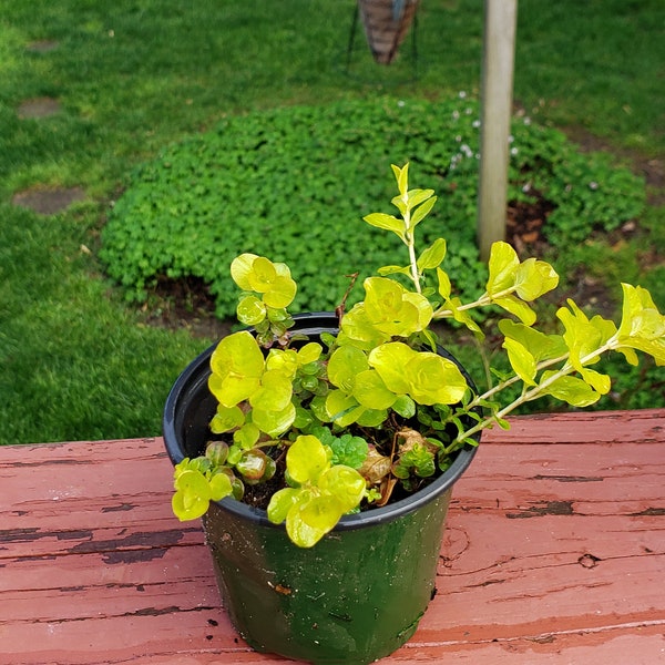 Creeping Jenny - Lysmachia For Your Container Gardening